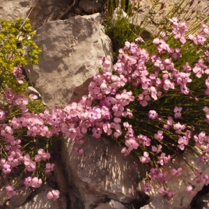  - Dianthus subacaulis Vill. [1789]