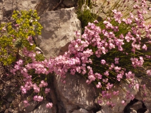 Liliane Roubaudi, le 19 mai 2013 (Gruissan (derrière la chapelle des Auzils))