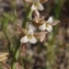  Liliane Roubaudi - Dipcadi serotinum (L.) Medik. [1790]