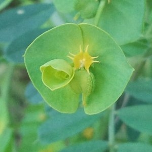 Photographie n°134297 du taxon Euphorbia amygdaloides L. [1753]