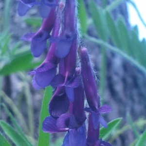 Photographie n°134300 du taxon Vicia villosa Roth [1793]