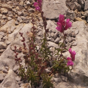 Photographie n°134321 du taxon Antirrhinum majus L. [1753]