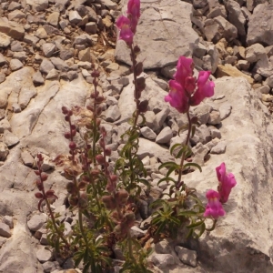 Photographie n°134322 du taxon Antirrhinum majus L. [1753]