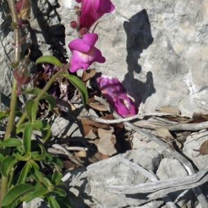 Photographie n°134324 du taxon Antirrhinum majus L. [1753]