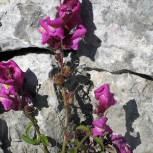 Photographie n°134325 du taxon Antirrhinum majus L. [1753]