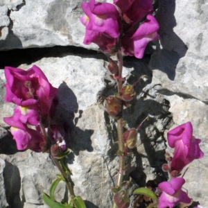 Photographie n°134326 du taxon Antirrhinum majus L. [1753]