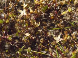 Liliane Roubaudi, le 19 mai 2013 (Gruissan)