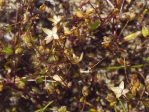 Liliane Roubaudi, le 19 mai 2013 (Gruissan)