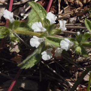 Photographie n°134339 du taxon Sideritis romana L. [1753]