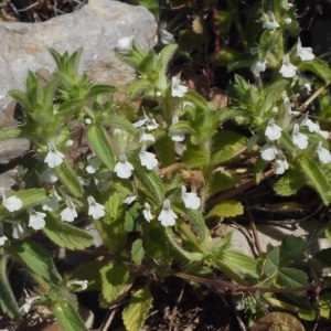 Photographie n°134341 du taxon Sideritis romana L. [1753]