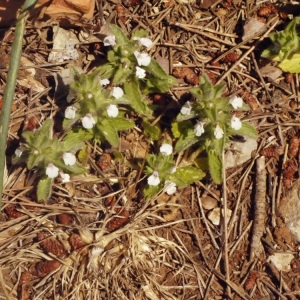 Photographie n°134342 du taxon Sideritis romana L. [1753]