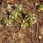  Liliane Roubaudi - Sideritis romana L. [1753]