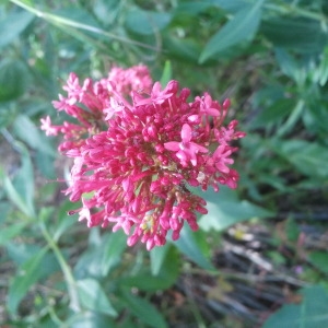 Photographie n°134345 du taxon Centranthus ruber (L.) DC. [1805]