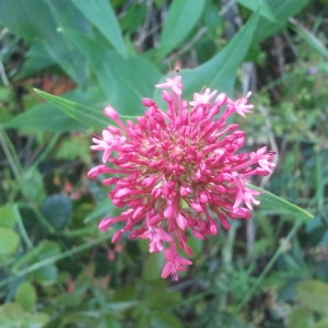 Photographie n°134348 du taxon Centranthus ruber (L.) DC. [1805]