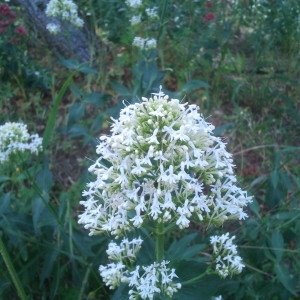 Photographie n°134350 du taxon Centranthus ruber (L.) DC.