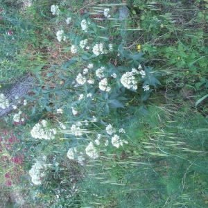 Photographie n°134353 du taxon Centranthus ruber (L.) DC.