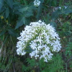 Photographie n°134354 du taxon Centranthus ruber (L.) DC.