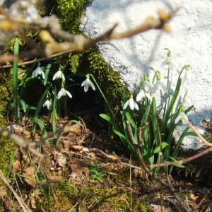 Photographie n°134356 du taxon Galanthus nivalis L. [1753]