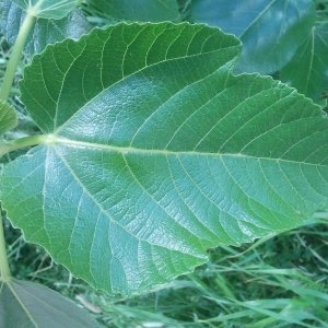 Photographie n°134366 du taxon Ficus carica L. [1753]