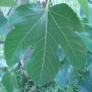 Photographie n°134368 du taxon Ficus carica L. [1753]