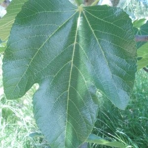Photographie n°134369 du taxon Ficus carica L. [1753]