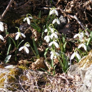 Photographie n°134386 du taxon Galanthus nivalis L. [1753]
