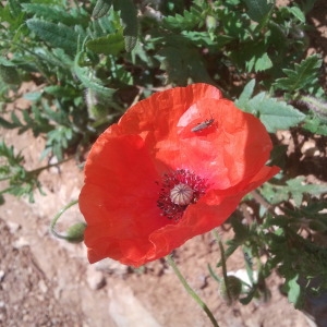 Photographie n°134387 du taxon Papaver rhoeas L.