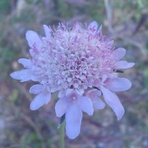 Photographie n°134396 du taxon Scabiosa atropurpurea L. [1753]