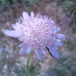 Photographie n°134397 du taxon Scabiosa atropurpurea L. [1753]