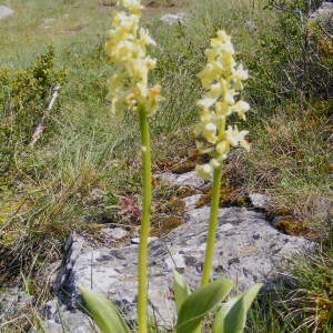 Photographie n°134408 du taxon Orchis pallens L. [1771]