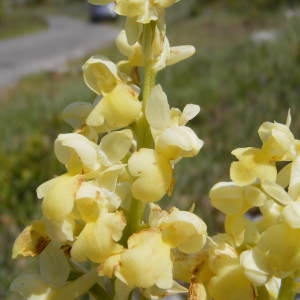 Photographie n°134409 du taxon Orchis pallens L.