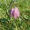  Jean-Claude Calais - Fritillaria meleagris L. [1753]