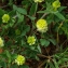  Claire Felloni - Trifolium campestre Schreb. [1804]