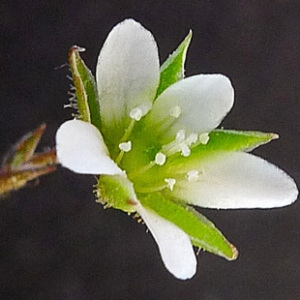 Photographie n°134481 du taxon Arenaria modesta Dufour [1821]