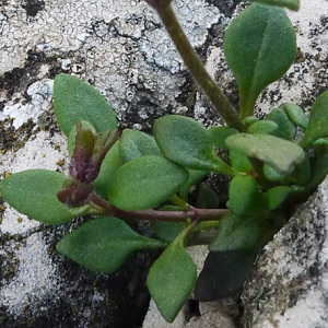 Photographie n°134485 du taxon Chaenorhinum origanifolium (L.) Kostel. [1844]
