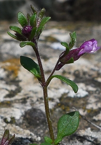 Bertrand BUI, le 20 mai 2013 (Mimet (Bau traouqua))