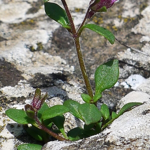 Photographie n°134487 du taxon Chaenorhinum origanifolium (L.) Kostel. [1844]