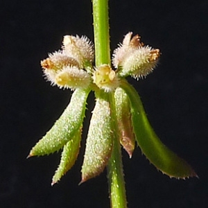 Photographie n°134489 du taxon Galium verticillatum Danthoine ex Lam. [1788]