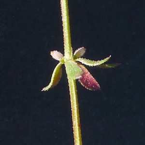 Photographie n°134490 du taxon Galium verticillatum Danthoine ex Lam. [1788]