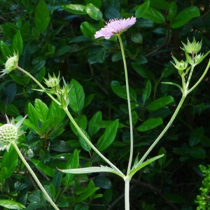 Photographie n°134493 du taxon Knautia integrifolia (L.) Bertol. [1836]