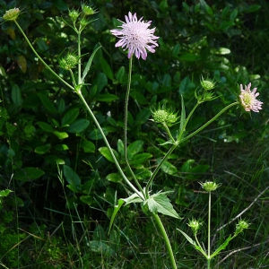 Photographie n°134494 du taxon Knautia integrifolia (L.) Bertol. [1836]