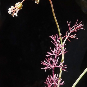 Scandix australis L. (Scandix du Midi)