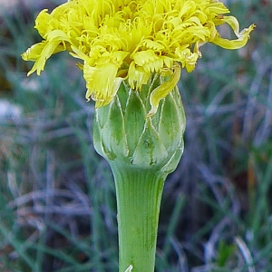 Scorzonera crispa sensu H.J.Coste (Scorsonère à feuilles de buplèvre)