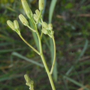 Photographie n°134542 du taxon Crepis pulchra L. [1753]