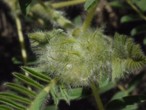 Liliane Roubaudi, le 13 mai 2013 (Nissan-lez-Enserune)