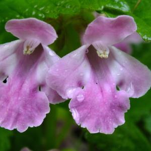 Melittis grandiflora Sm. (Mélitte à feuilles de mélisse)