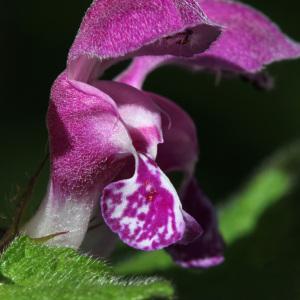 Photographie n°134575 du taxon Lamium maculatum (L.) L. [1763]