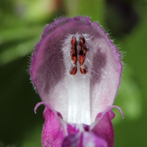 Lamium melissifolium Mill. (Lamier à feuilles panachées)