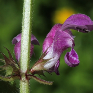 Photographie n°134577 du taxon Lamium maculatum (L.) L. [1763]