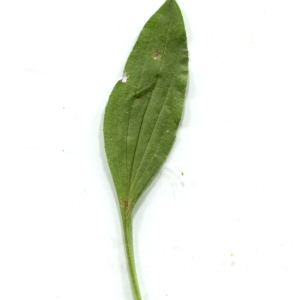 Photographie n°134592 du taxon Plantago lagopus L. [1753]